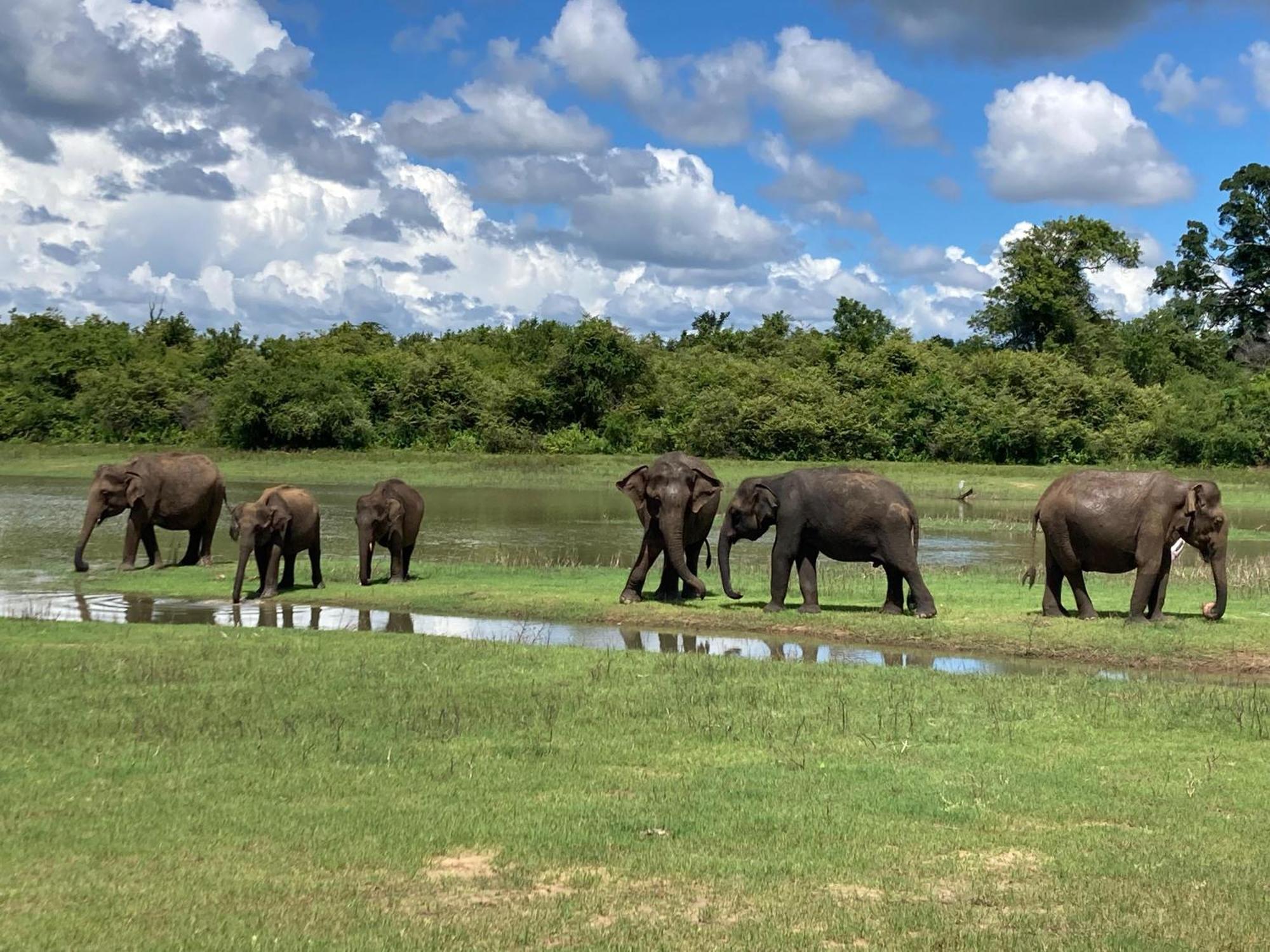 Golden Pearl Safari Villa ウダワラウェ エクステリア 写真