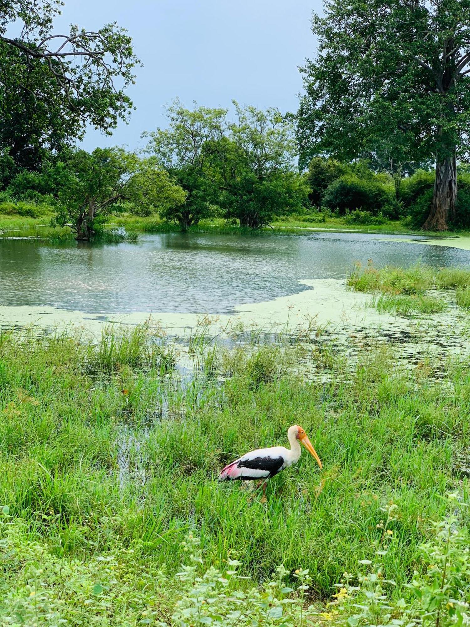 Golden Pearl Safari Villa ウダワラウェ エクステリア 写真
