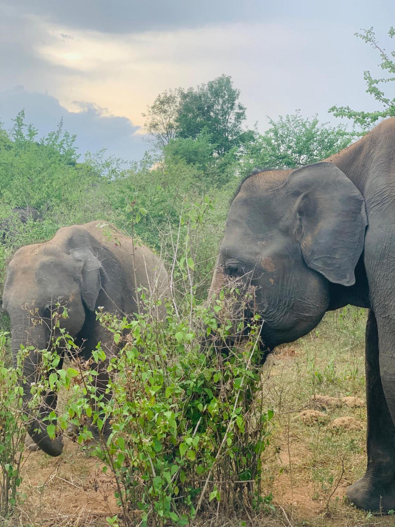 Golden Pearl Safari Villa ウダワラウェ エクステリア 写真