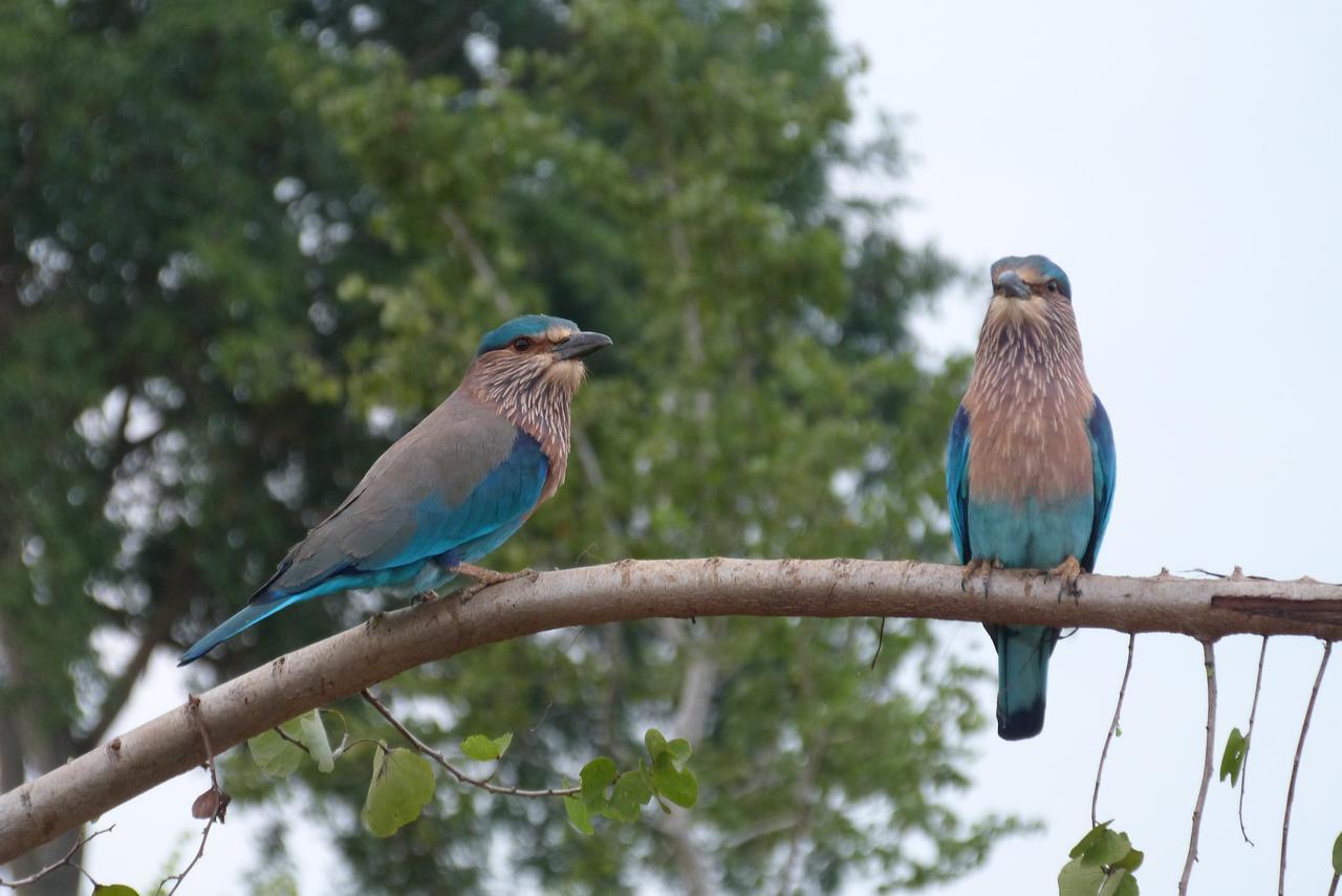 Golden Pearl Safari Villa ウダワラウェ エクステリア 写真