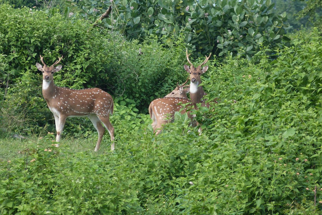 Golden Pearl Safari Villa ウダワラウェ エクステリア 写真