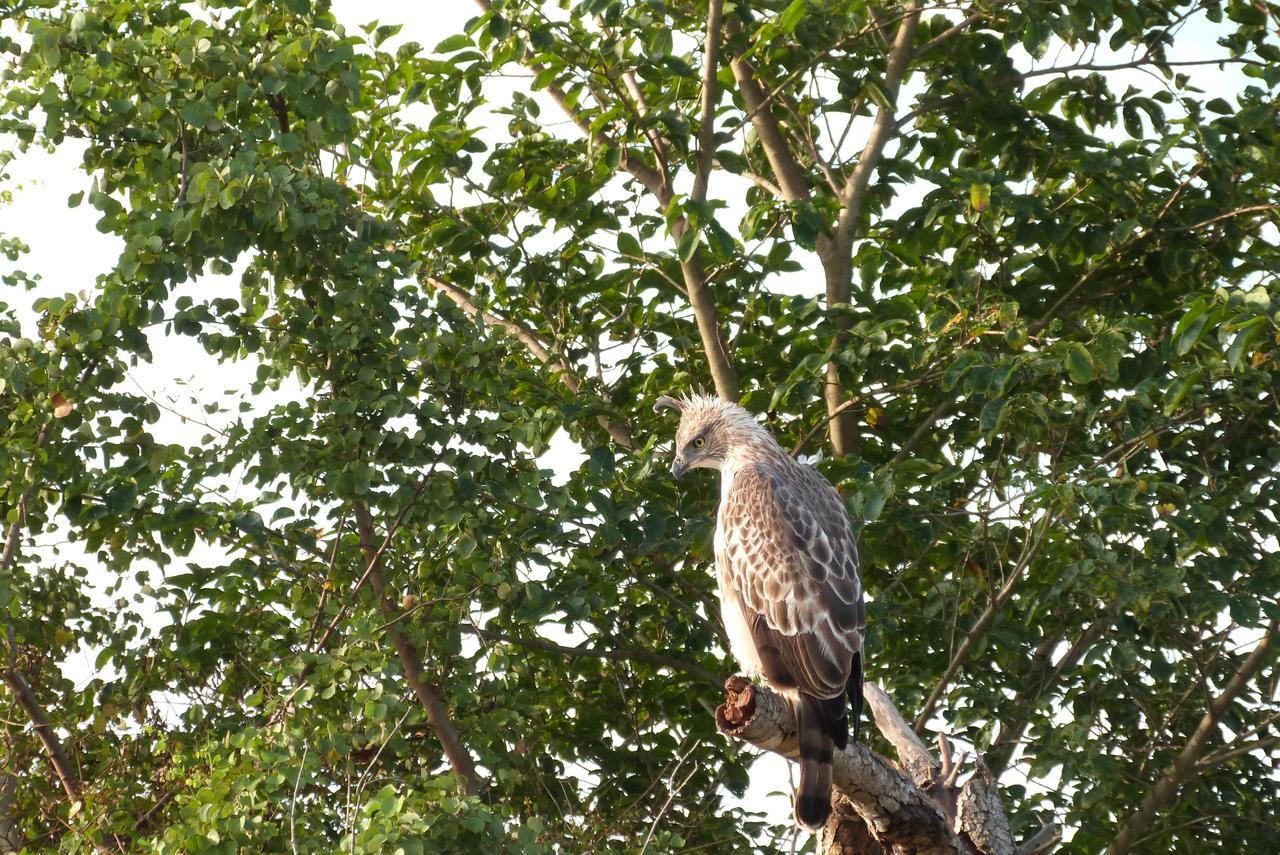 Golden Pearl Safari Villa ウダワラウェ エクステリア 写真